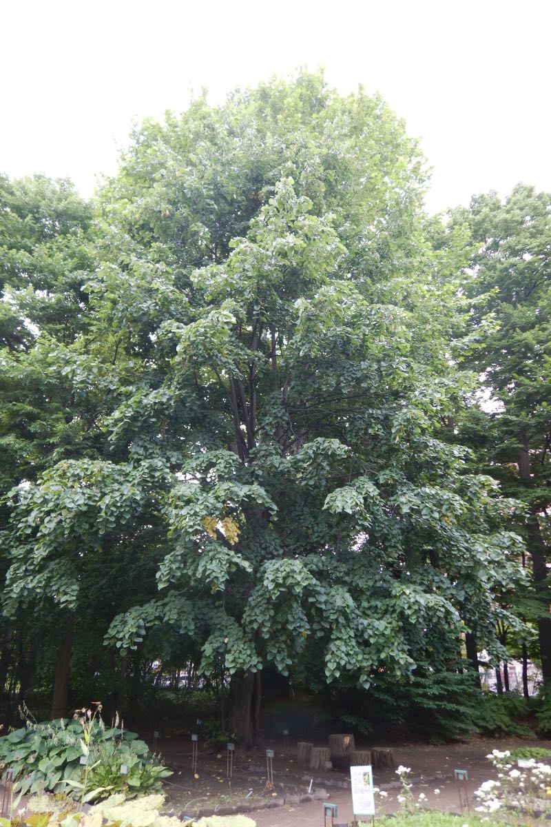 オオバボダイジュ