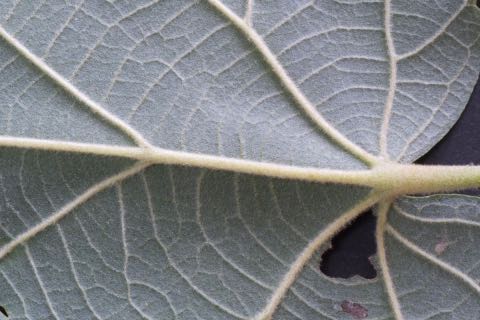 葉の裏