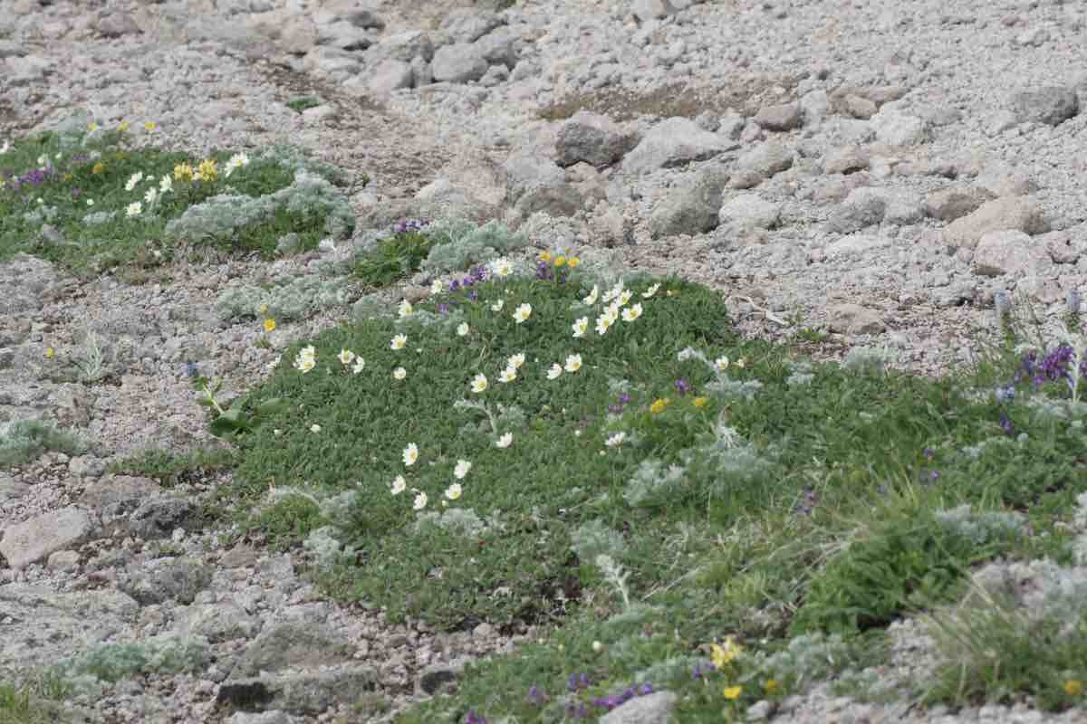 チョウノスケソウ