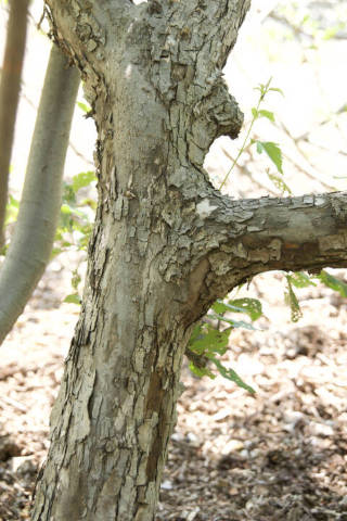 樹皮