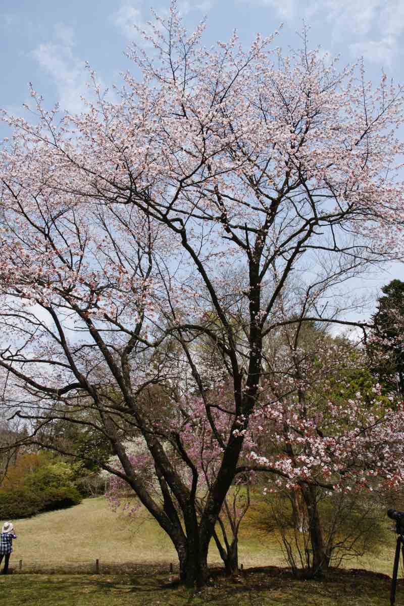 オオヤマザクラ