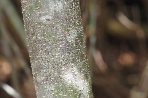 幼木の樹皮