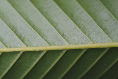 葉の裏の毛