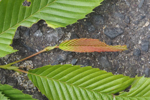赤く染まった若葉