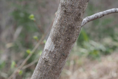 樹皮（若木）