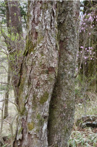 樹皮（老木）