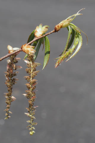 花（雌花と雄花）
