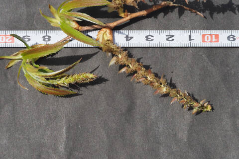 花（雌花と雄花）