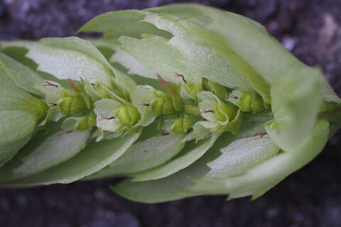 果実（果苞の中）