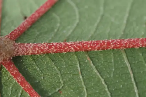葉の裏
