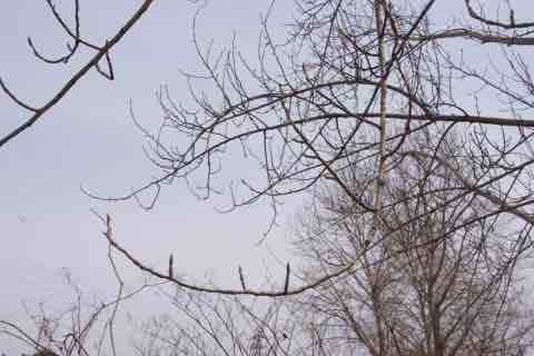 枝から立ち上がる冬芽