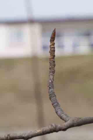 芽鱗痕のある短枝