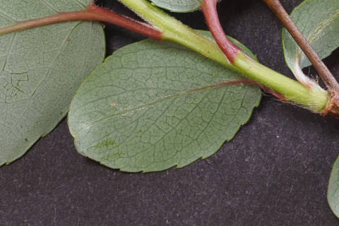 小さい葉の裏