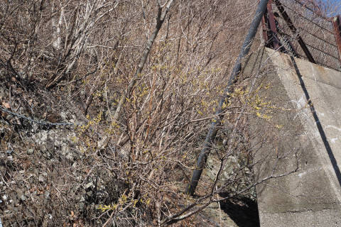 樹形（雄株の開花時）