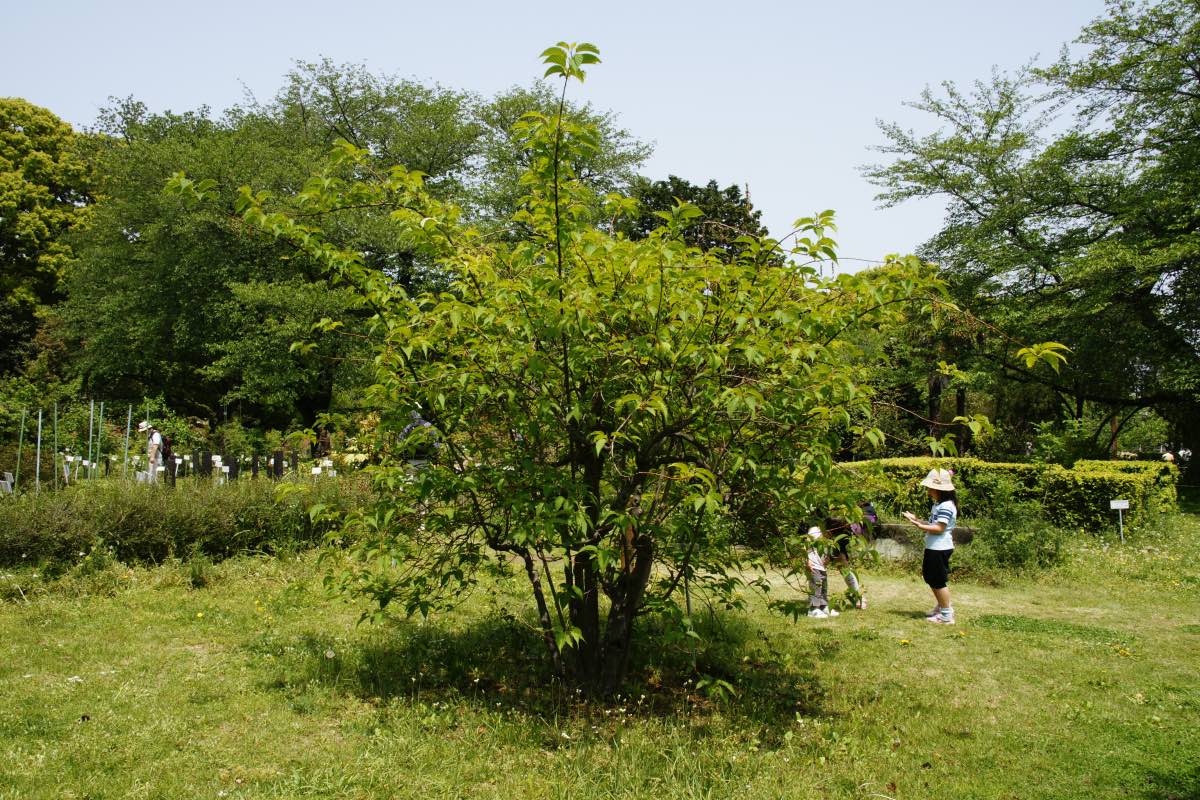 ハチジョウキブシ