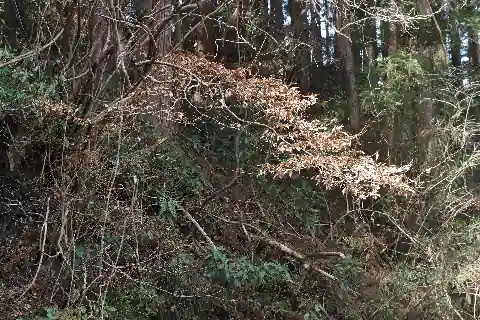 春まで残る枯葉