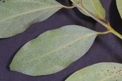 葉の裏