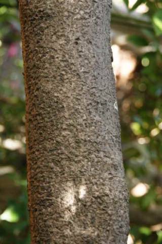 樹皮