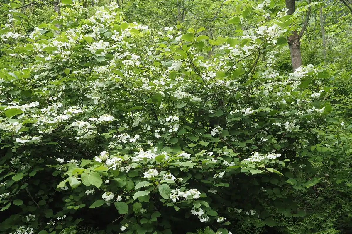 ケナシヤブデマリ