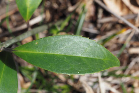 幼樹の葉（鋸歯）