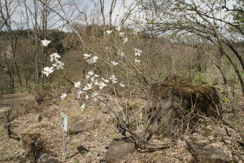 樹形（開花時）