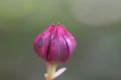 額が展開する前の果実