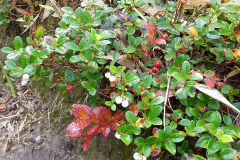 果実（シラタマノキの果実と）