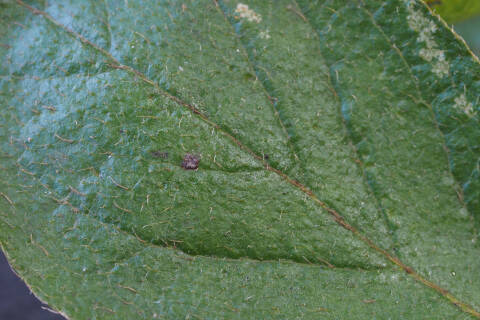 葉の表（春葉）