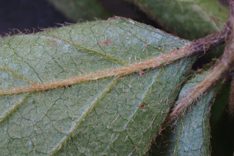 葉の裏（春葉）