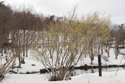 樹形（開花時）