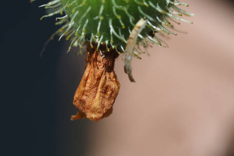 果実に残った萼片