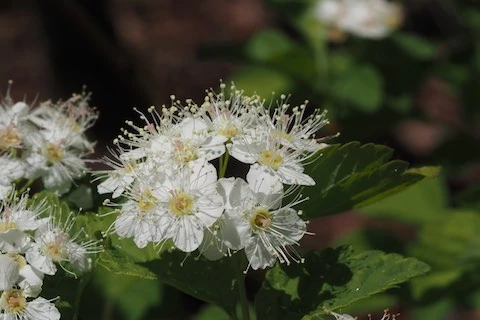 アイヅシモツケ