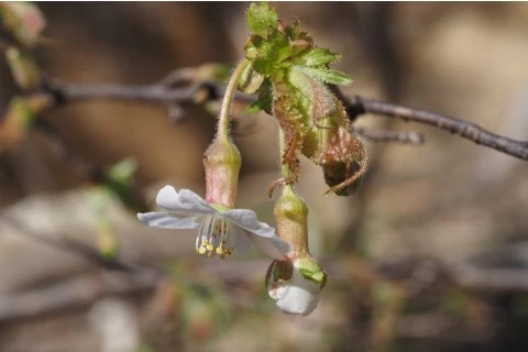 チョウジザクラ