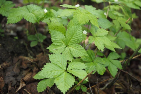 ヒメゴヨウイチゴ