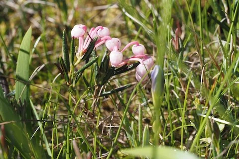 ヒメシャクナゲ