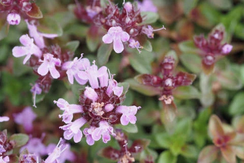 イブキジャコウソウ