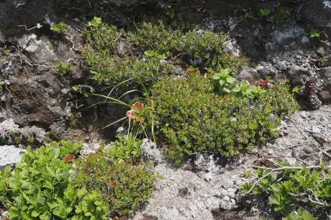 ナガバツガザクラ