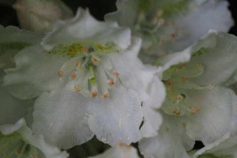 ネモトシャクナゲ