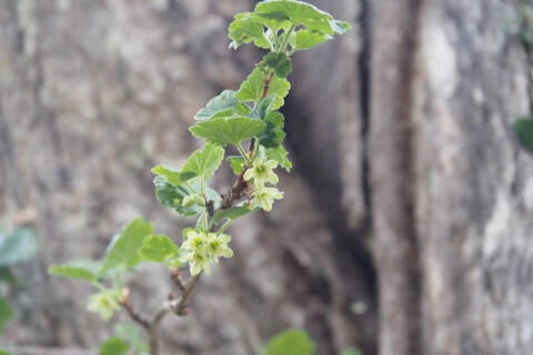ヤシャビシャク