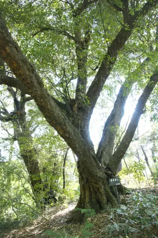 付属自然教育園