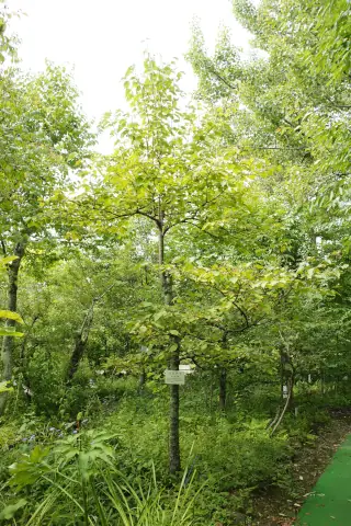 軽井沢町植物園