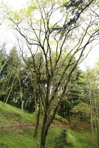 多摩森林科学園