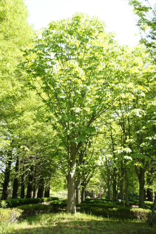 筑波実験植物園