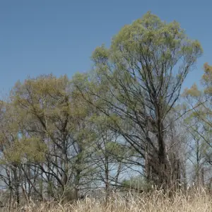 ケショウヤナギ