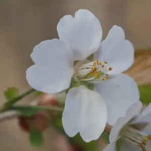 オクチョウジザクラ