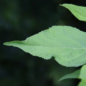 ムラサキシキブ